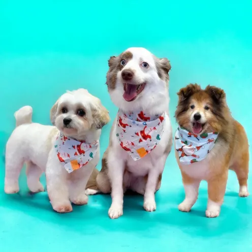 Three groomed dogs wearing Santa bandanas.